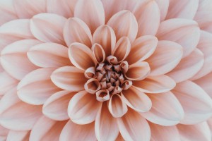 Dahlia Medical Aesthetics PLLC
